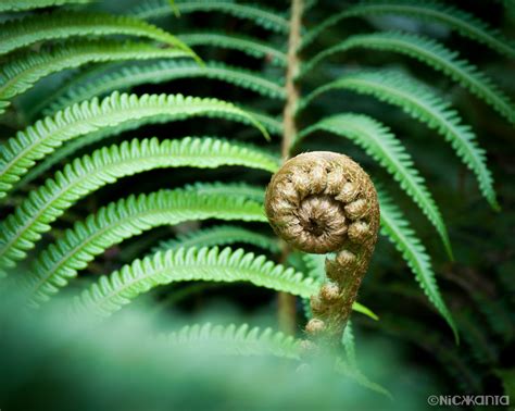 Wallpaper Ferns And Horsetails Vegetation Leaf Vascular Plant