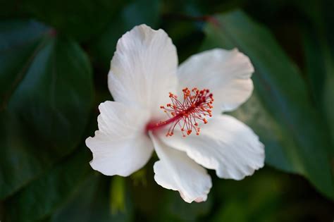 Bunga Kembang Sepatu Bloom Foto Gratis Di Pixabay Pixabay