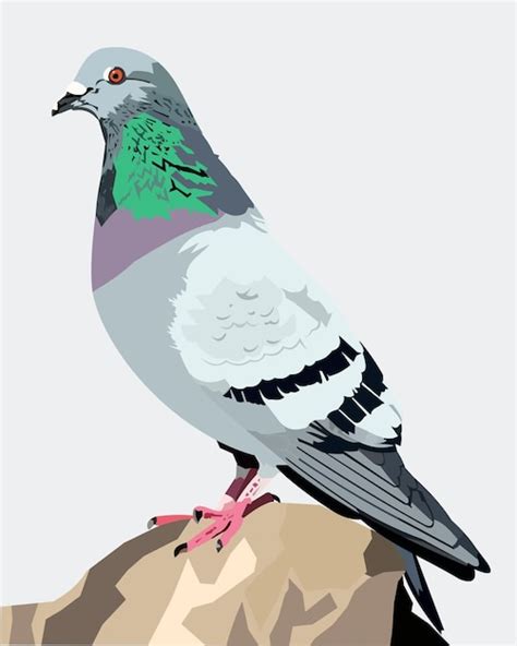 Premium Vector Columbidae Rock Pigeon Bird Vector Illustration