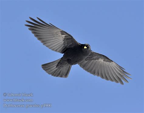 Pyrrhocorax Graculus Alpine Chough Alpendohle Chocard Bec Jaune Chova