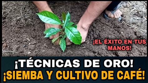 C Mo Sembrar Caf A Campo Definitivo T Cnicas Y Cultivo Nunca Antes