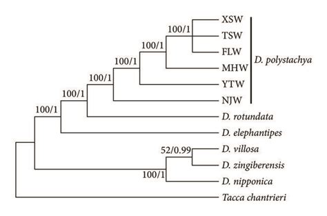 Phylogenetic Relationships Among Dioscorea Species Constructed From