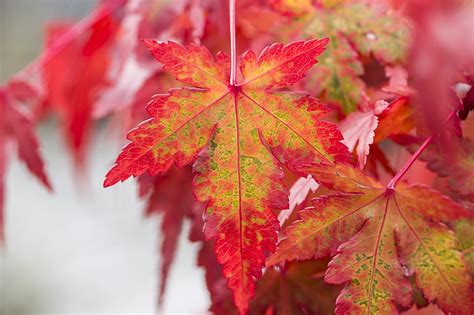 Free photo: foliage, maple leaf, japan maple, autumn leaf, nature, red ...