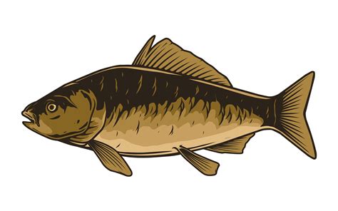 carp fish vector drawing design 26332608 Vector Art at Vecteezy