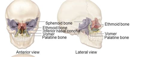 Sphenoid Ethmoid