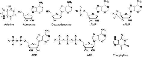 Adenosine And Adenine