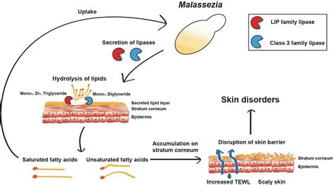 Figure 1 From Skin Commensal Fungus Malassezia And Its Lipases