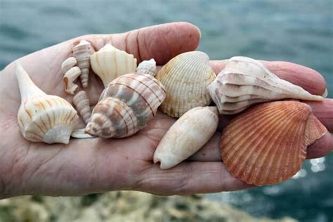 A Beginners Guide To Identifying Common Florida Seashells