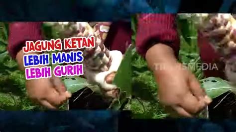 Serunya Emak Enah Panen Jagung Ketan Enah Bikin Enak Youtube