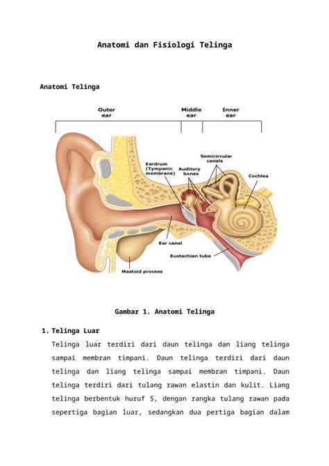 Docx Anatomi Dan Fisiologi Telinga Dokumen Tips