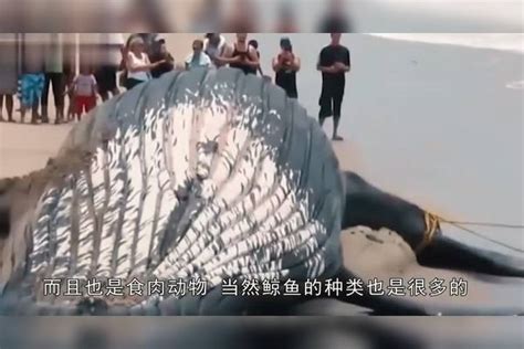 鲸鱼搁浅沙滩死亡，体内竟有100千克垃圾，简直就是人性的丑恶啊