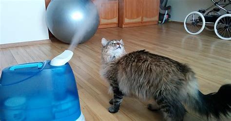 Cat Vs Steamer Album On Imgur