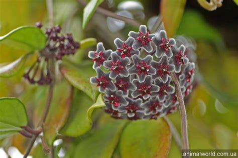 ХОЙЯ (Hoya) — ВЕЧНОЗЕЛЕНАЯ ЦВЕТУЩАЯ ЛИАНА