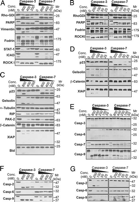 Proteolysis Of Natural Substrates And Caspases By Recombinant Caspase 3