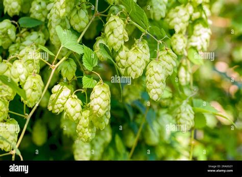 Female Flowers Of Also Called Hops Humulus Lupulus In The Forest