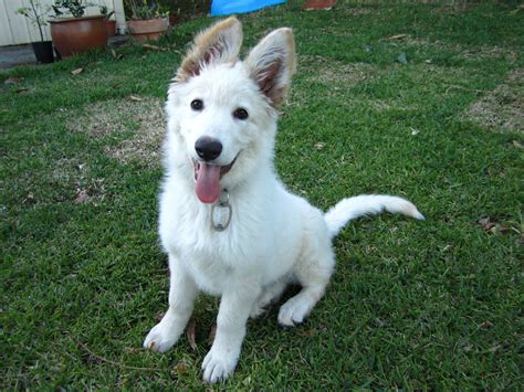 Pin on german shepherd dog