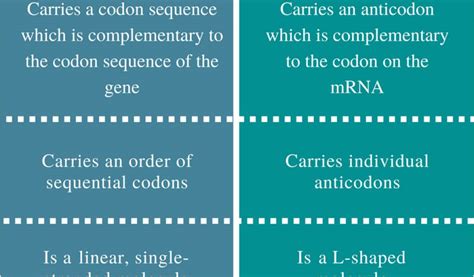 Difference Between Template And Coding Strand Difference Between Mrna