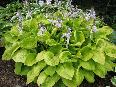 August Moon Hosta - Jeffries Nurseries