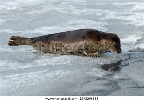 Cute Young Juvenile Harp Seal Peers Stock Photo 1292296588 Shutterstock