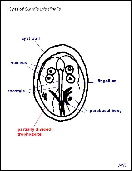 Giardia Lamblia Cyst Diagram