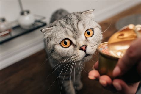 Can Cats Eat Canned Chicken Is It A Good Or Bad Choice