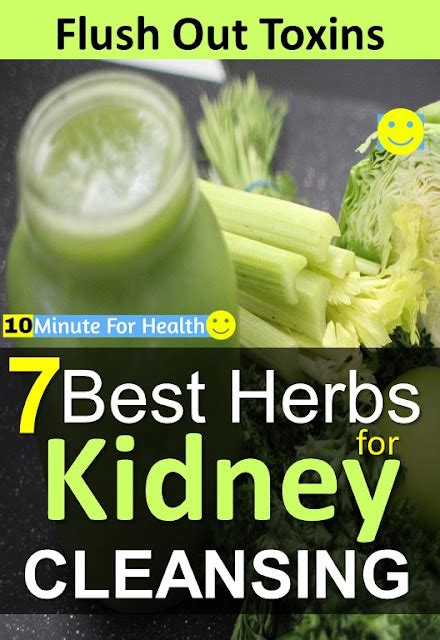 7 Best Herbs For Kidney Cleansing 10 Minute For Health