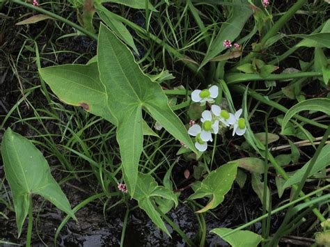 Maryland Biodiversity Project Broadleaf Arrowhead Sagittaria Latifolia