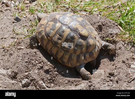 Adaptabilidad Sarabo Rabe Clasificaci N Tortuga Haciendo Aaa