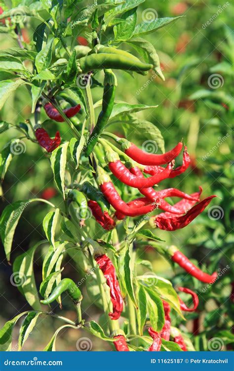 Pianta Dei Peperoni Di Peperoncino Rosso Immagine Stock Immagine Di