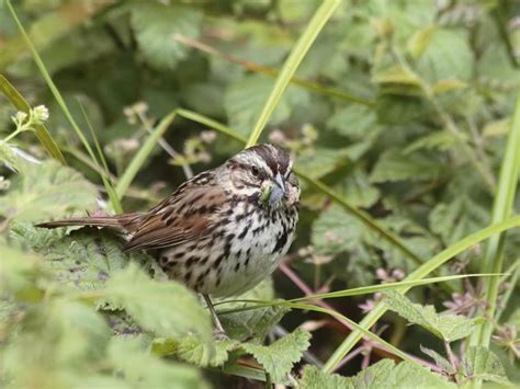 Birds Gallery - Mount Diablo Bird Alliance