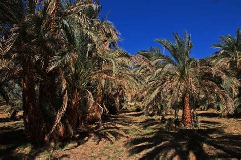 The Oasis in Sahara Desert, Sudan, Africa Stock Photo - Image of arid ...