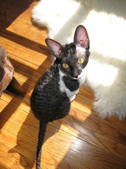 Phoebe My Cornish Rex Female Cornish Rex Cat Breeds Devon Rex