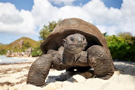 700+ Aldabra Pictures