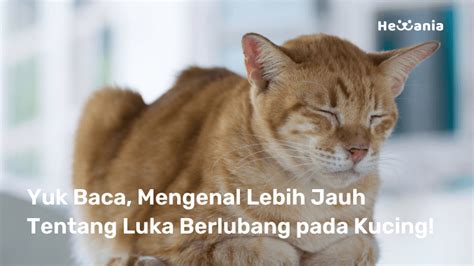 Mengenal Lebih Jauh Tentang Luka Berlubang Hingga Sebabkan Nanah Abses