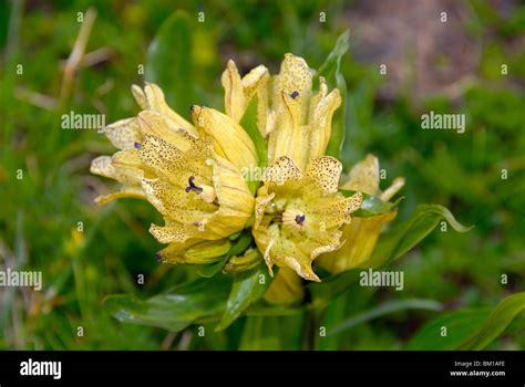 Gentiana Punctata Spotted Gentian Stock Photo Alamy