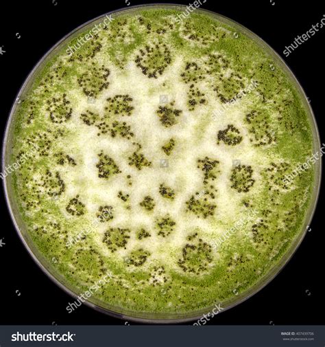 Aspergillus Flavus Stock Photo 407439706 | Shutterstock