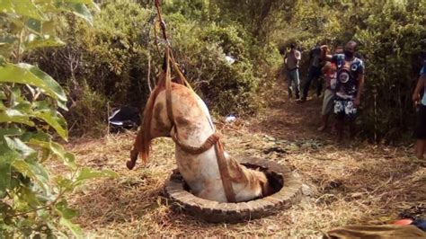 Homem e cavalo são resgatados após caírem em poço ITAPICURU FM 104 9