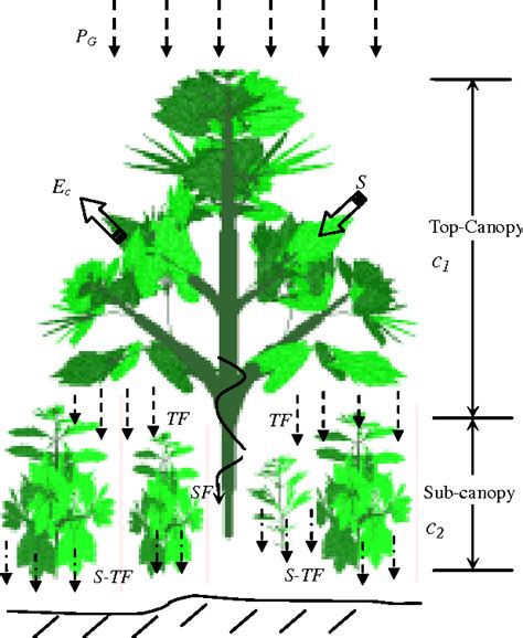 Figure From Modeling And Measurements Of Canopy Interception Loss