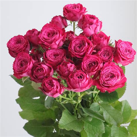 【08直前!SE】初入荷 SPバラ ラッシュ+(濃いピンクカップ咲き)60cm國枝バラ園【生花】 - 花材通販はなどんやアソシエ