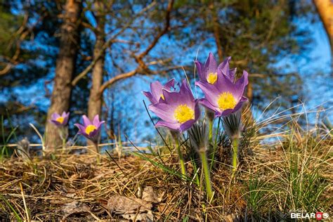Сон-трава, которой нужна помощь