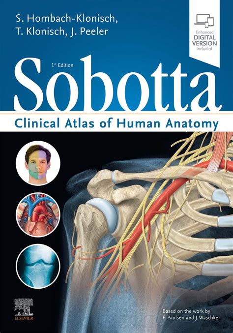 Sobotta Clinical Atlas Of Human Anatomy St Edition Medical Amboss