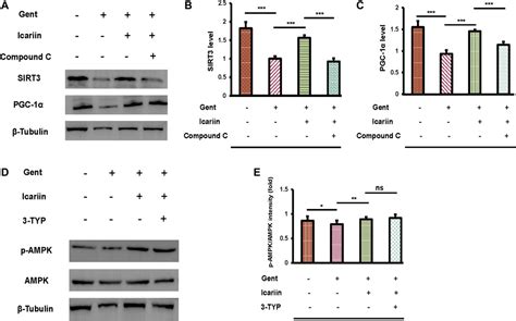 Frontiers Icariin Treatment Protects Against Gentamicin Induced