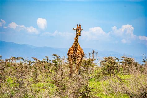 Giraffe Standing On Green Grass Field Under Blue Sky · Free Stock Photo