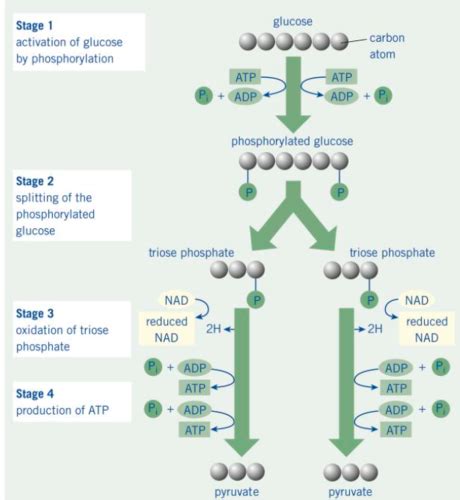 Photosynthesis And Respiration Flashcards Quizlet