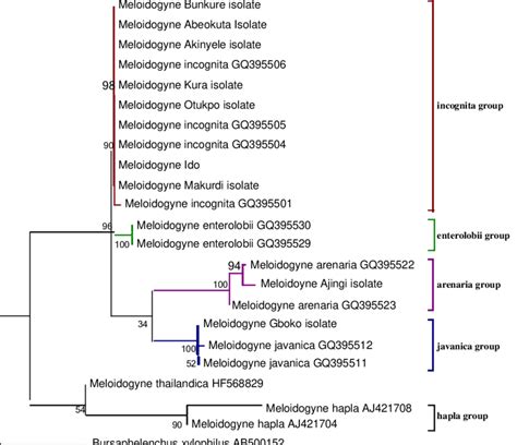 Molecular Phylogenetic Analysis By Maximum Likelihood Method