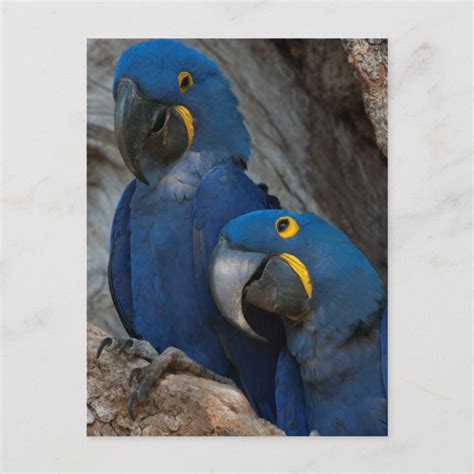 Two Hyacinth Macaws Brazil Postcard Zazzle