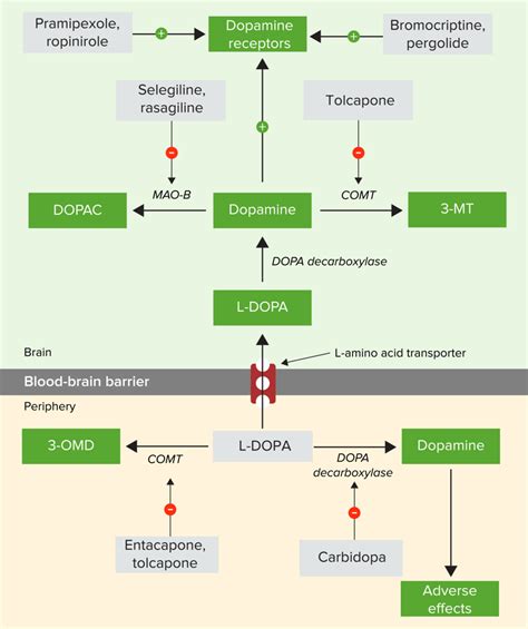 Parkinson S Disease Drugs Concise Medical Knowledge