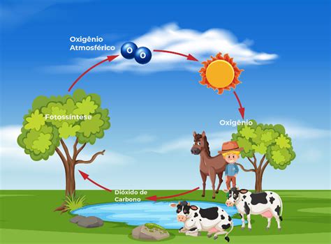 Fotossíntese O Que é Como Funciona Cadeia Alimentar