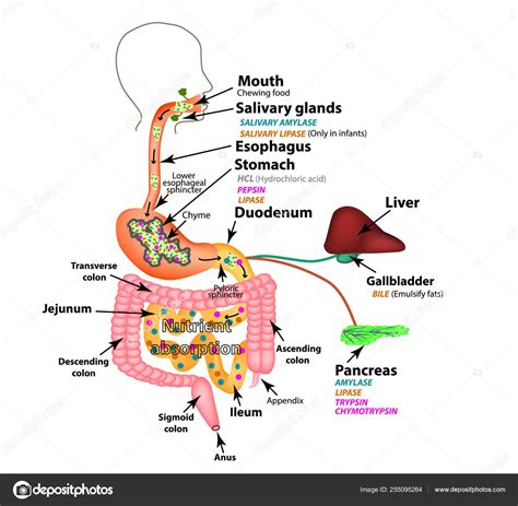 Esquema De Estructura Del Sistema Digestivo Material 53 OFF