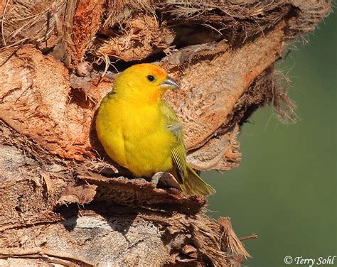 Saffron Finch Photograph Picture